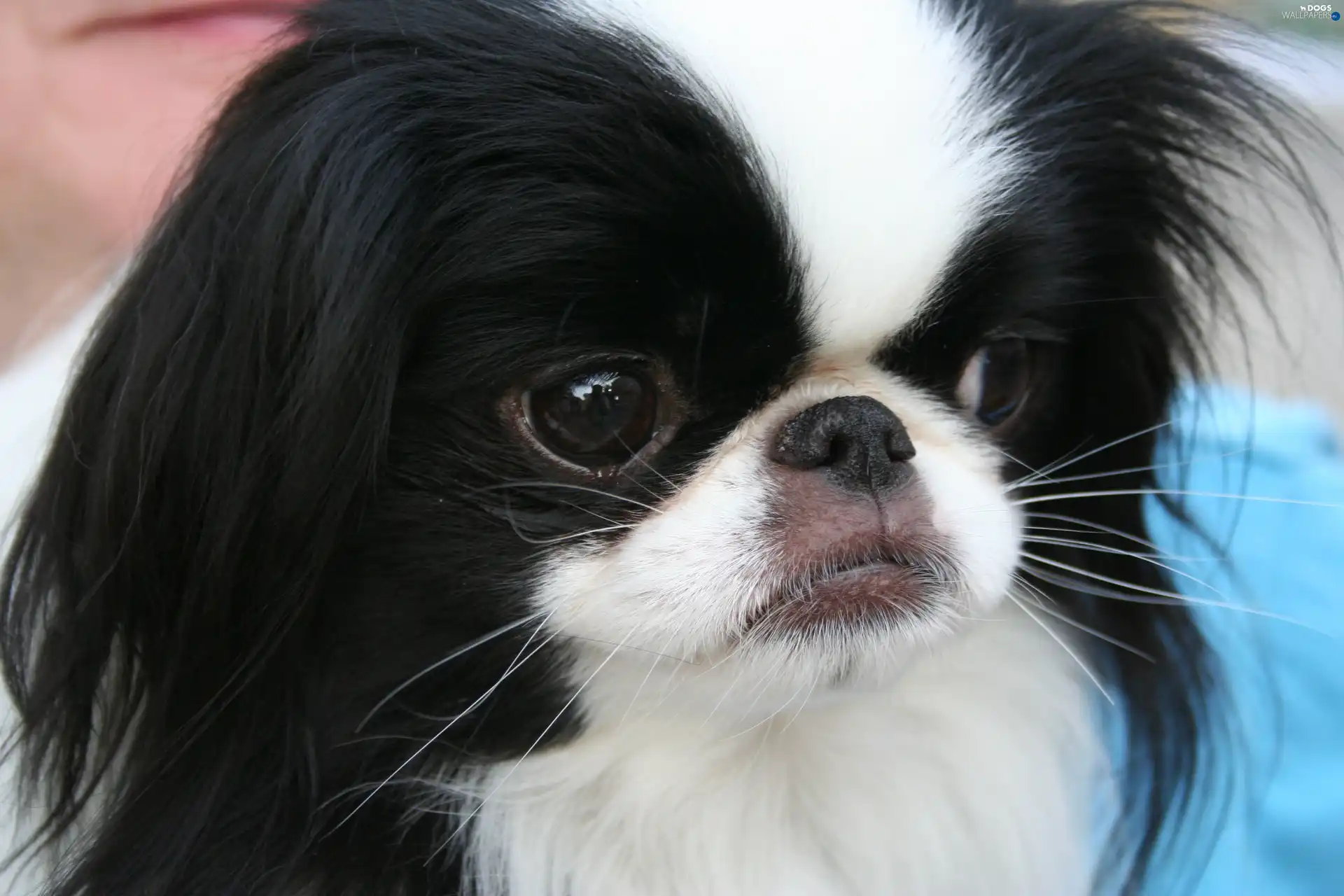 Japanese spaniel, Japanese Chin, Head