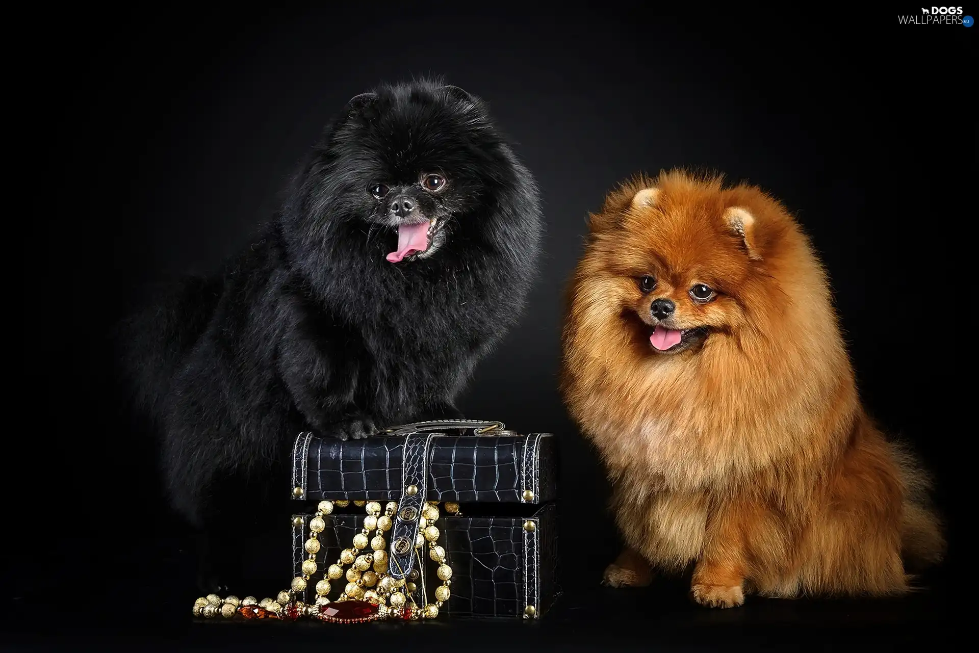 jewellery, trunk, Two cars, puppies