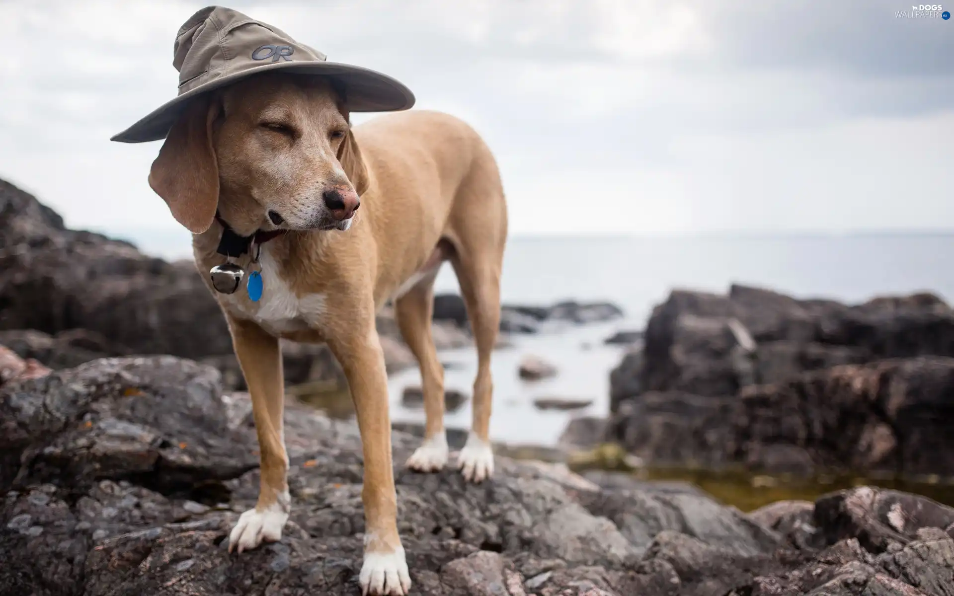 Jindo, Stones rocks, dog, Hat