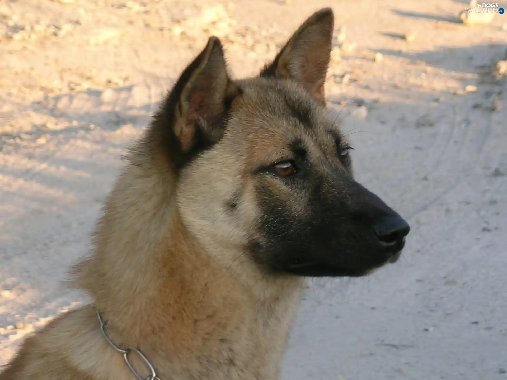 Jindo, Head