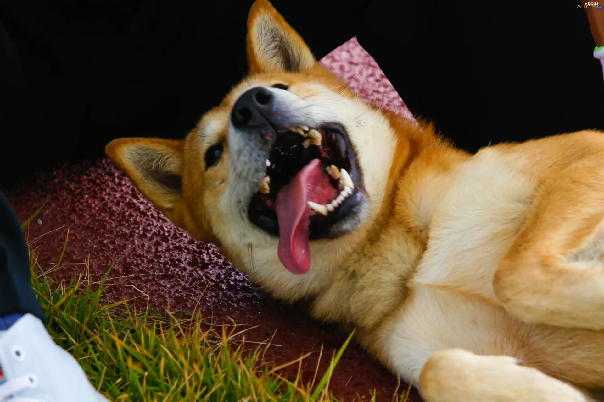 Jindo, canines, mouth, Tounge