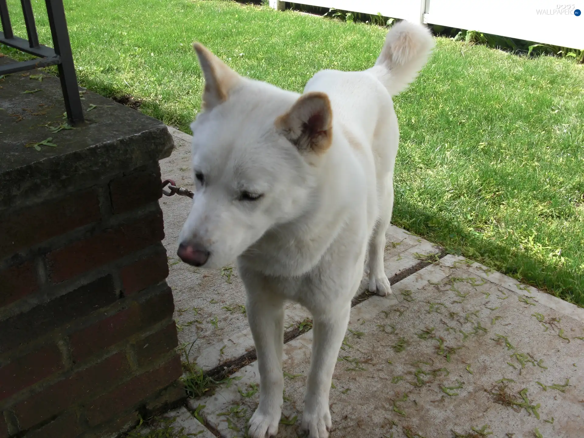 Jindo, White