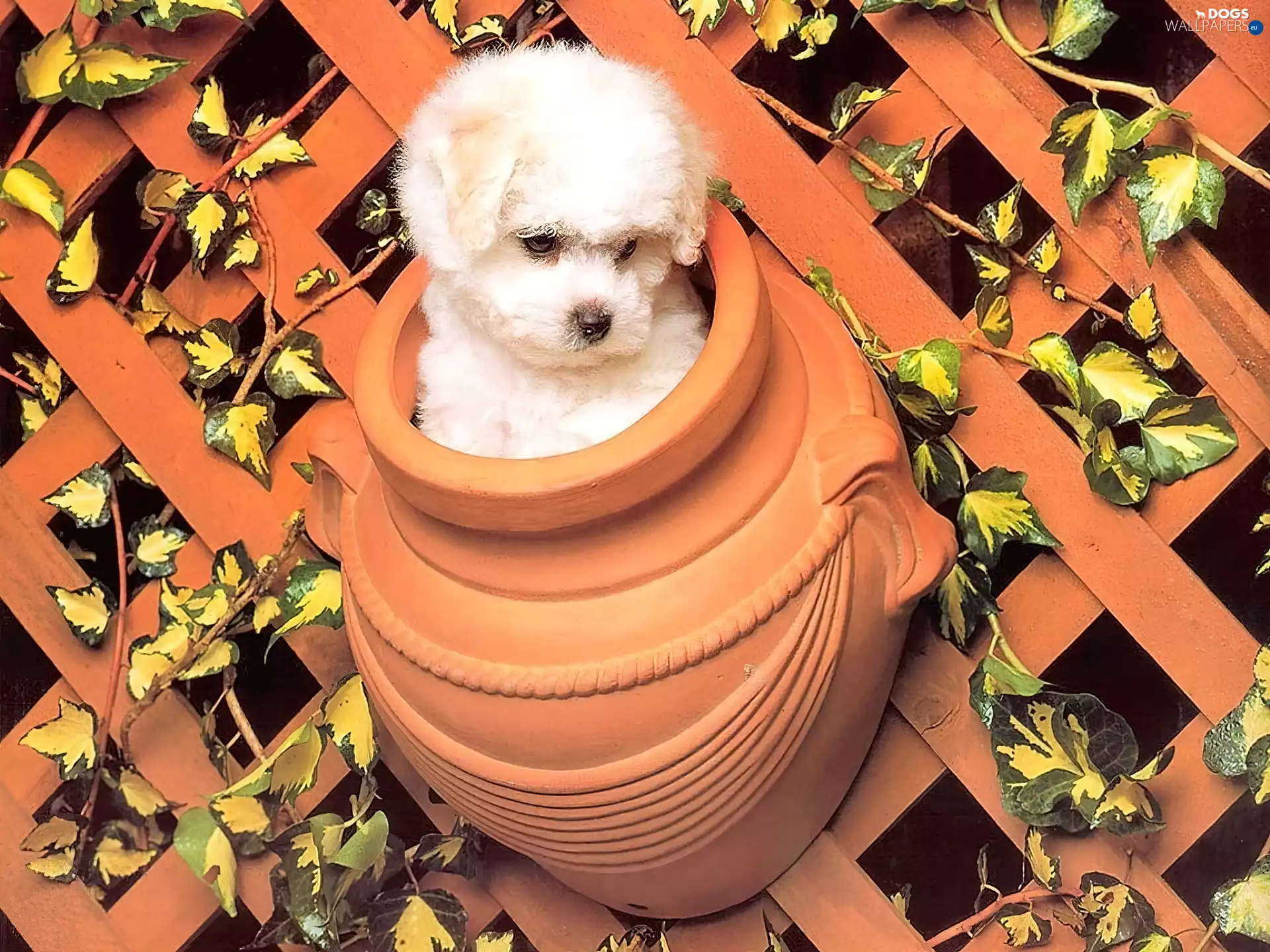 dog, Fance, Maltese, jug