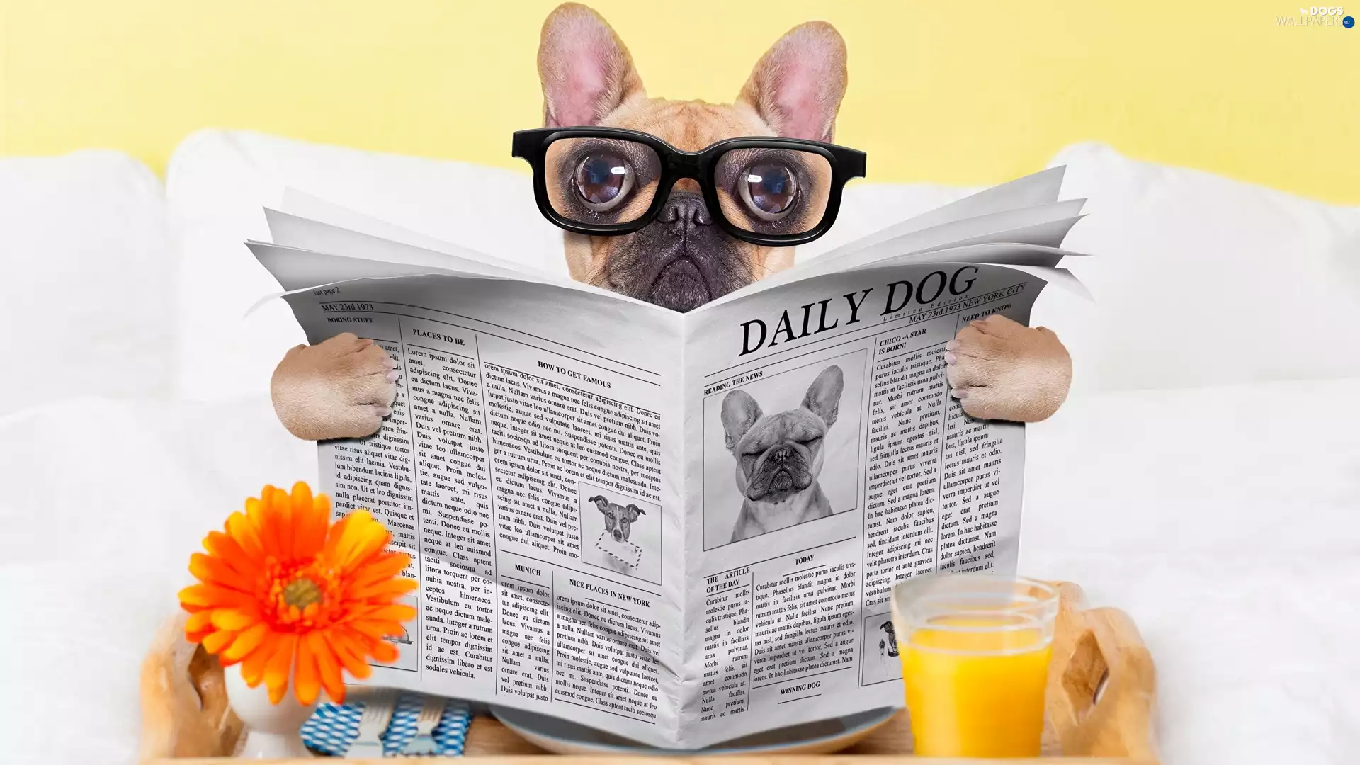 Paper, French Bulldog, cup, Glasses, dog, Flower, juice