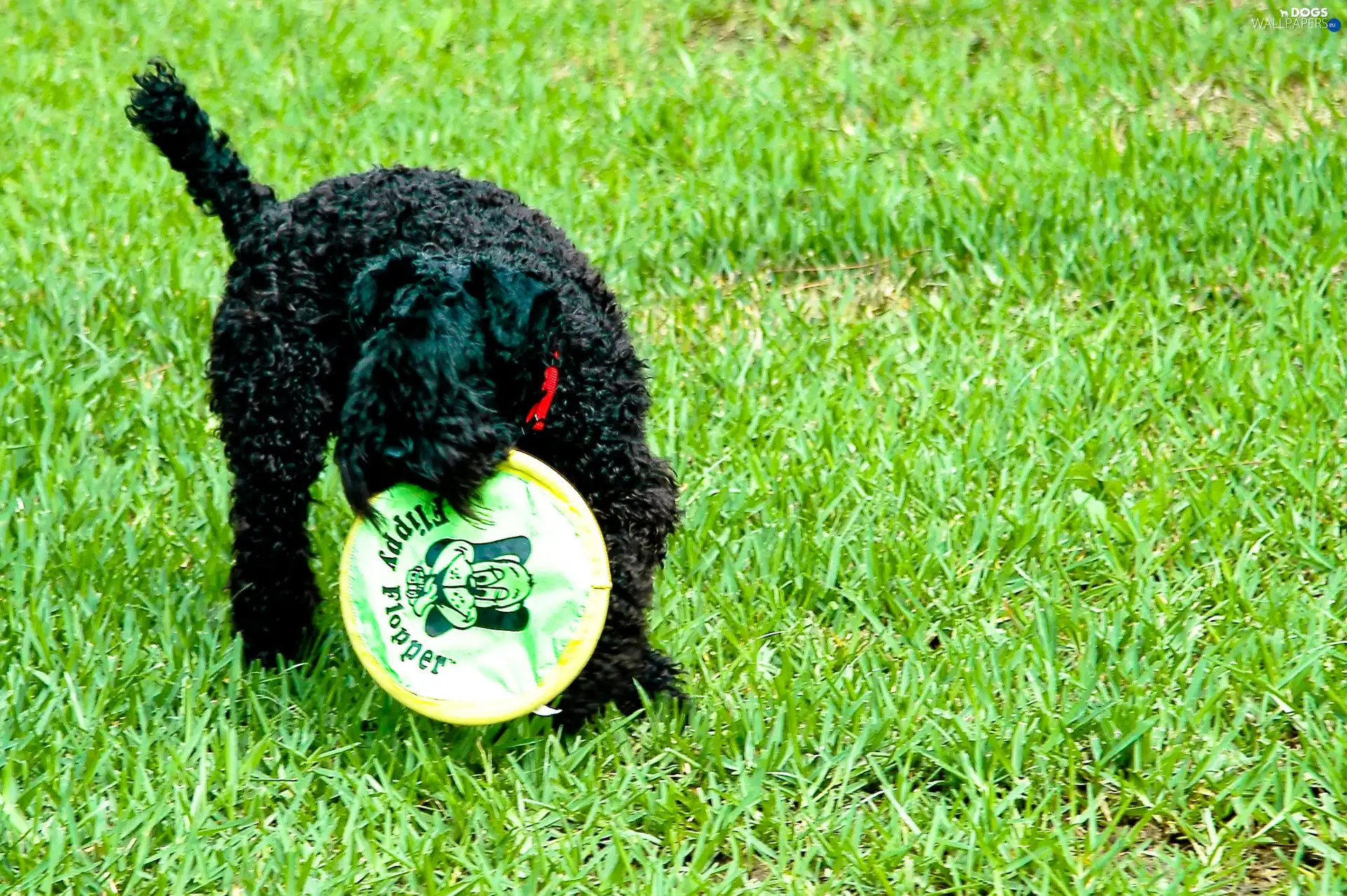juicy, grass, Kerry blue terrier
