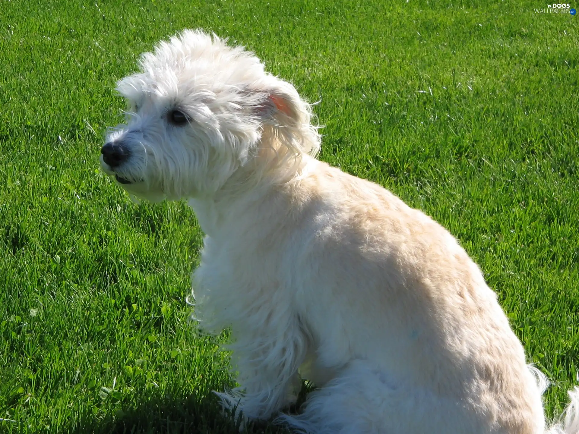 juicy, grass, Dandie Dinmont Terrier