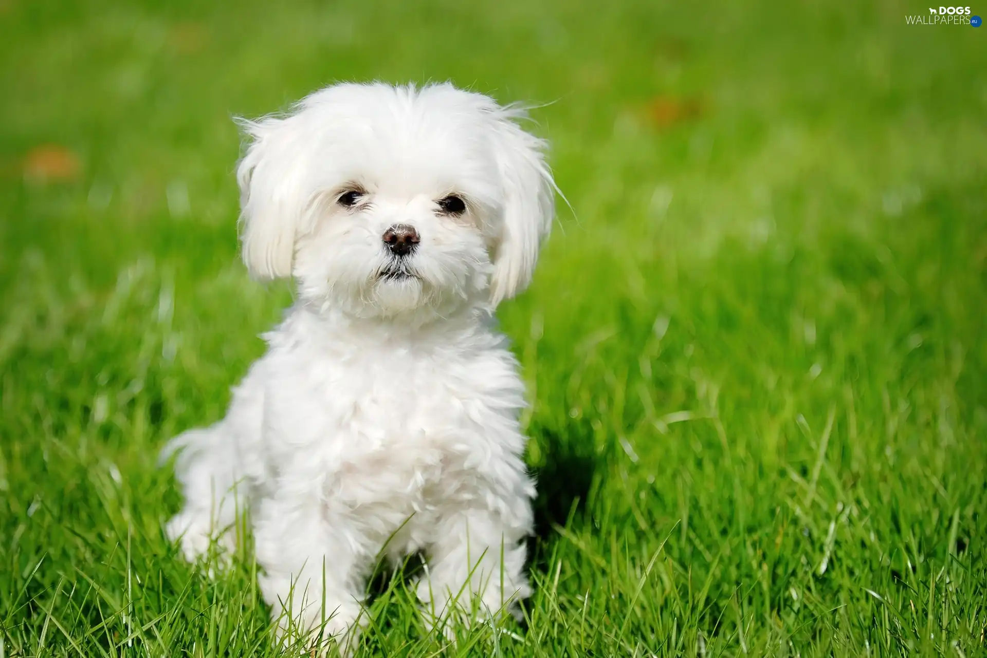 juicy, Maltese, honeyed, grass, Maltese