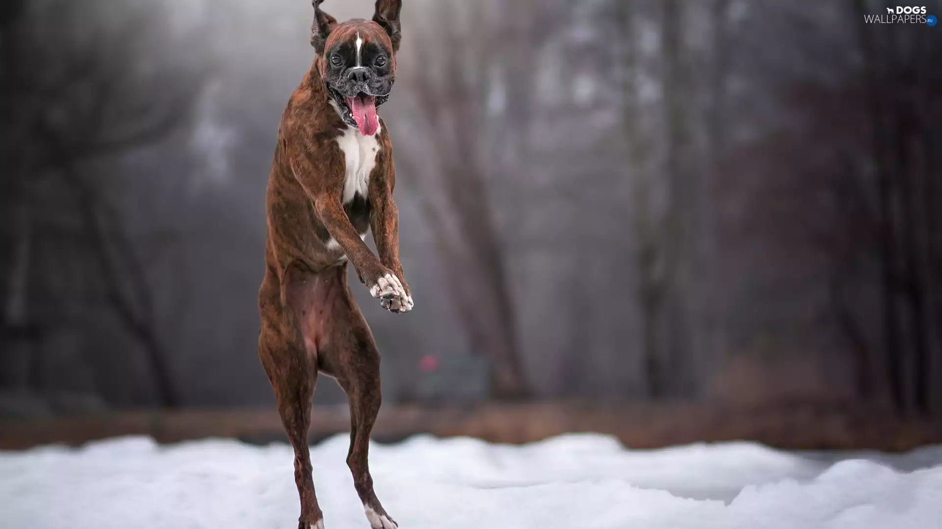jump, dog, boxer