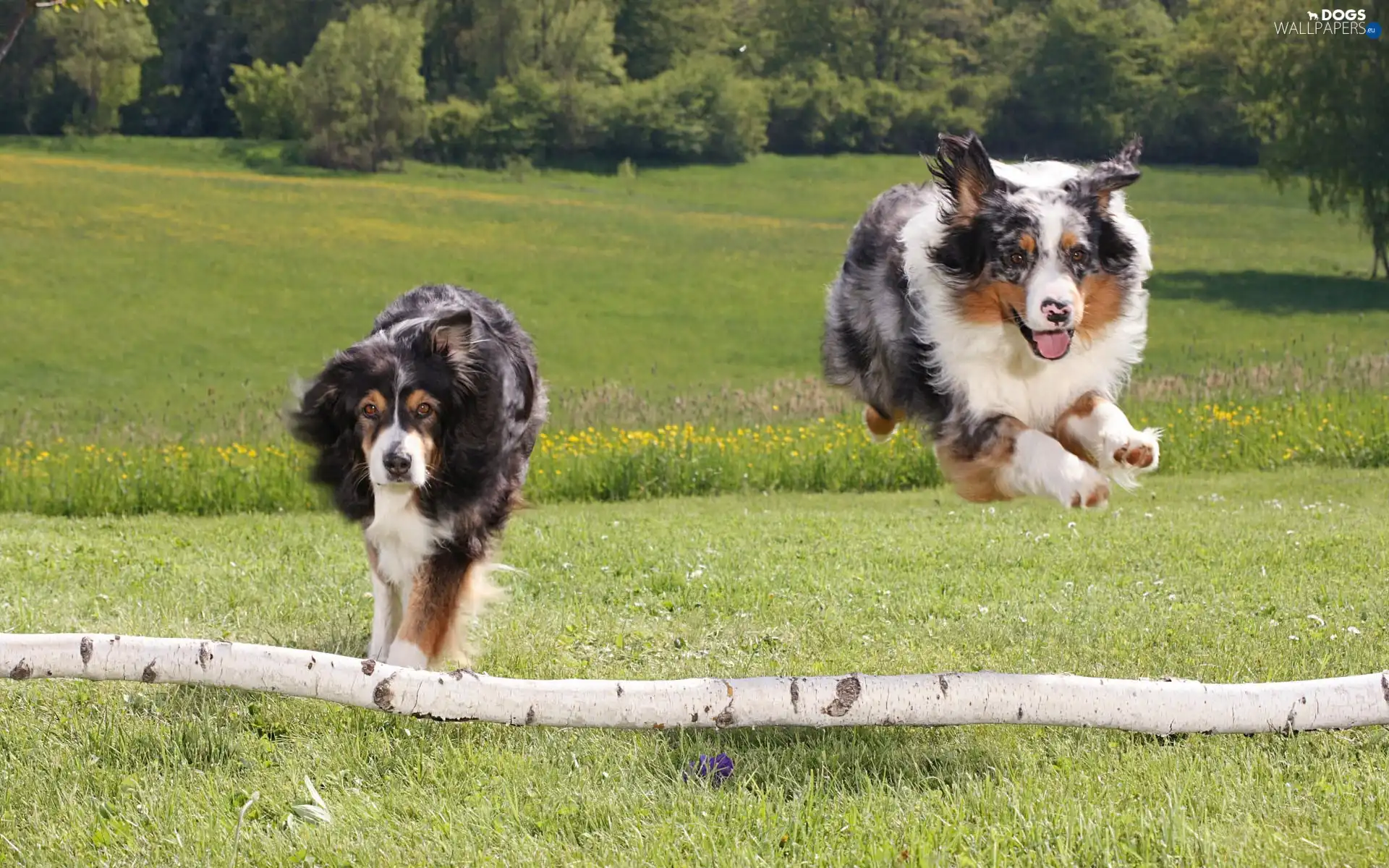 jump, gear, Two cars, Dogs