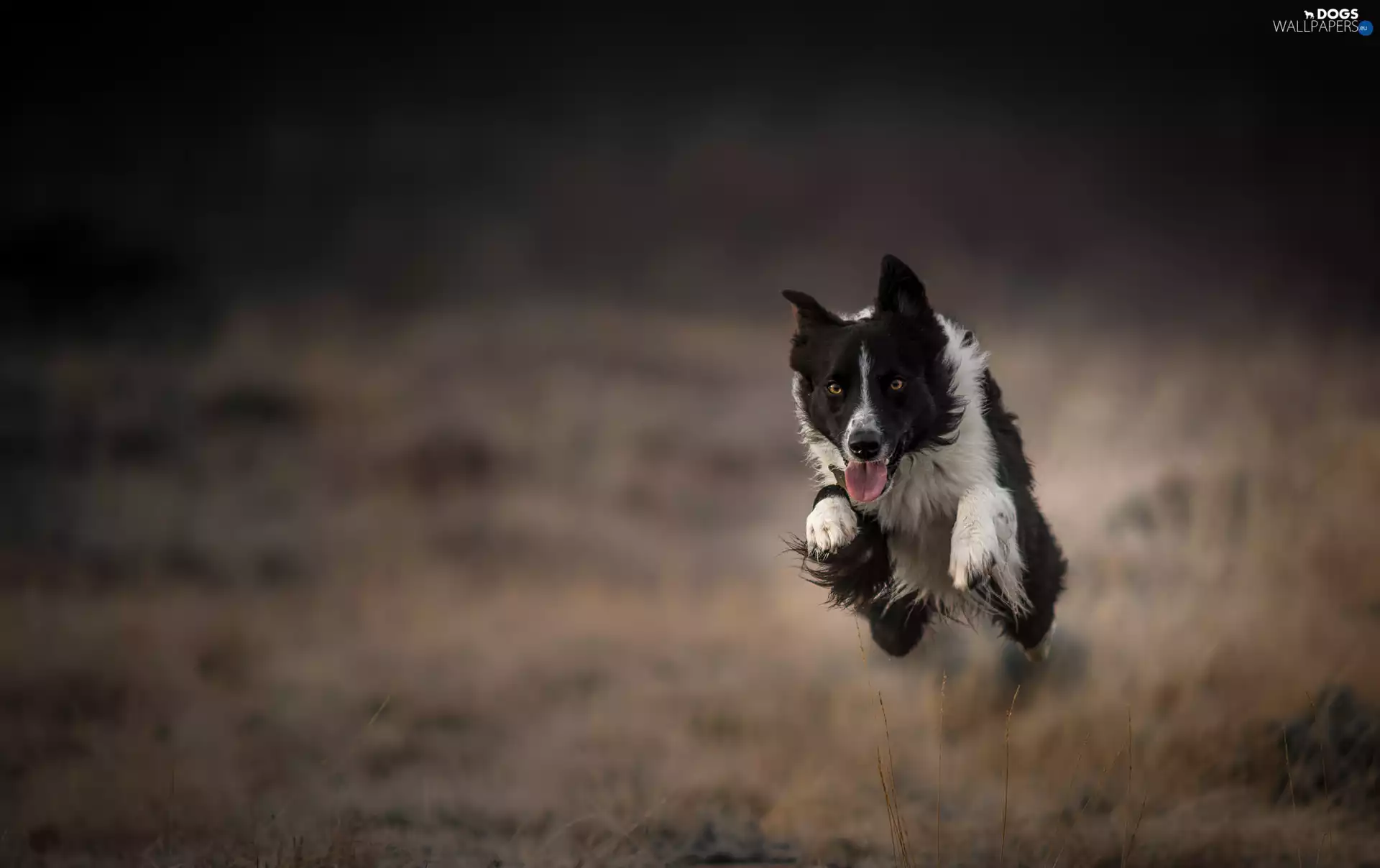 fuzzy, background, gear, jump, Border Collie