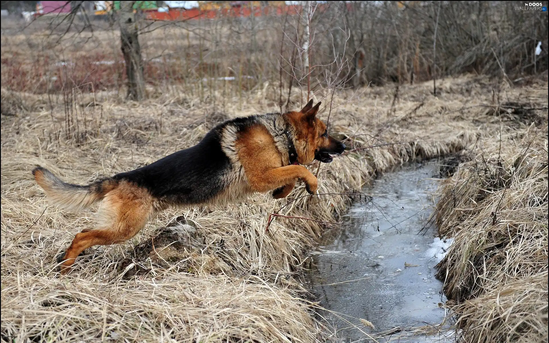 jump, stream, sheep-dog, german