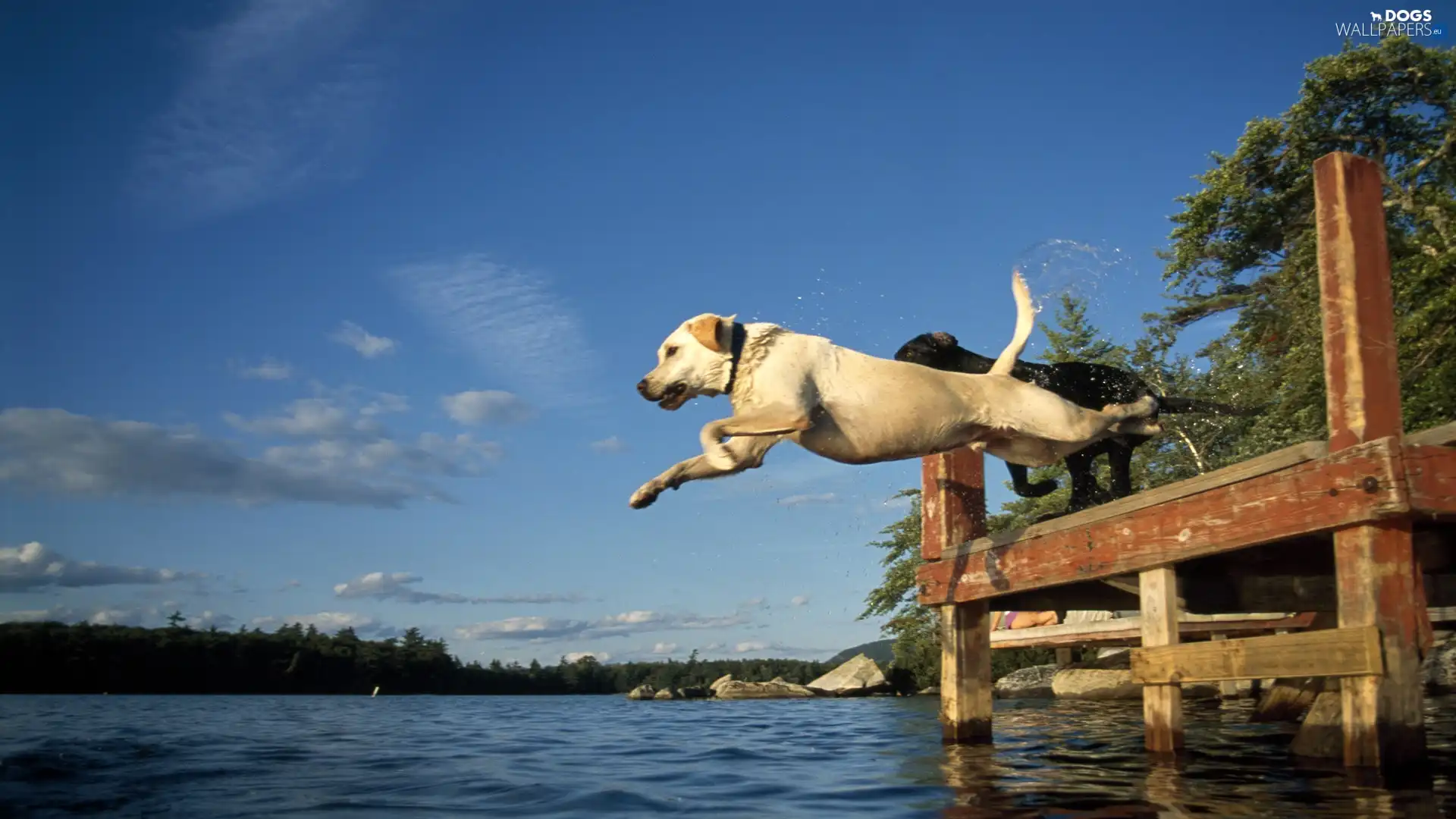 jump, Platform, Dogs, water