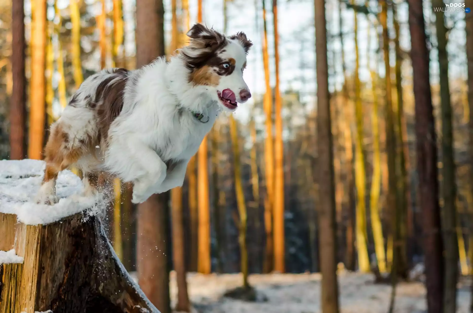 jump, dog, forest