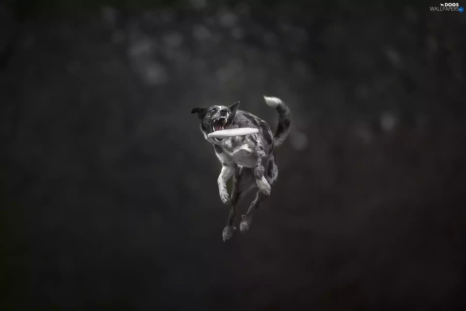 dog, jump, Frisbee, Border Collie