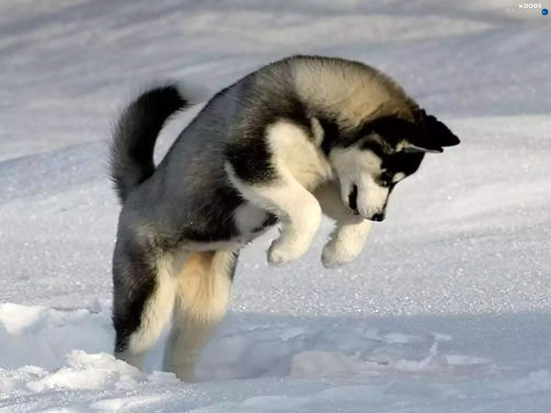 jump, Siberian Husky