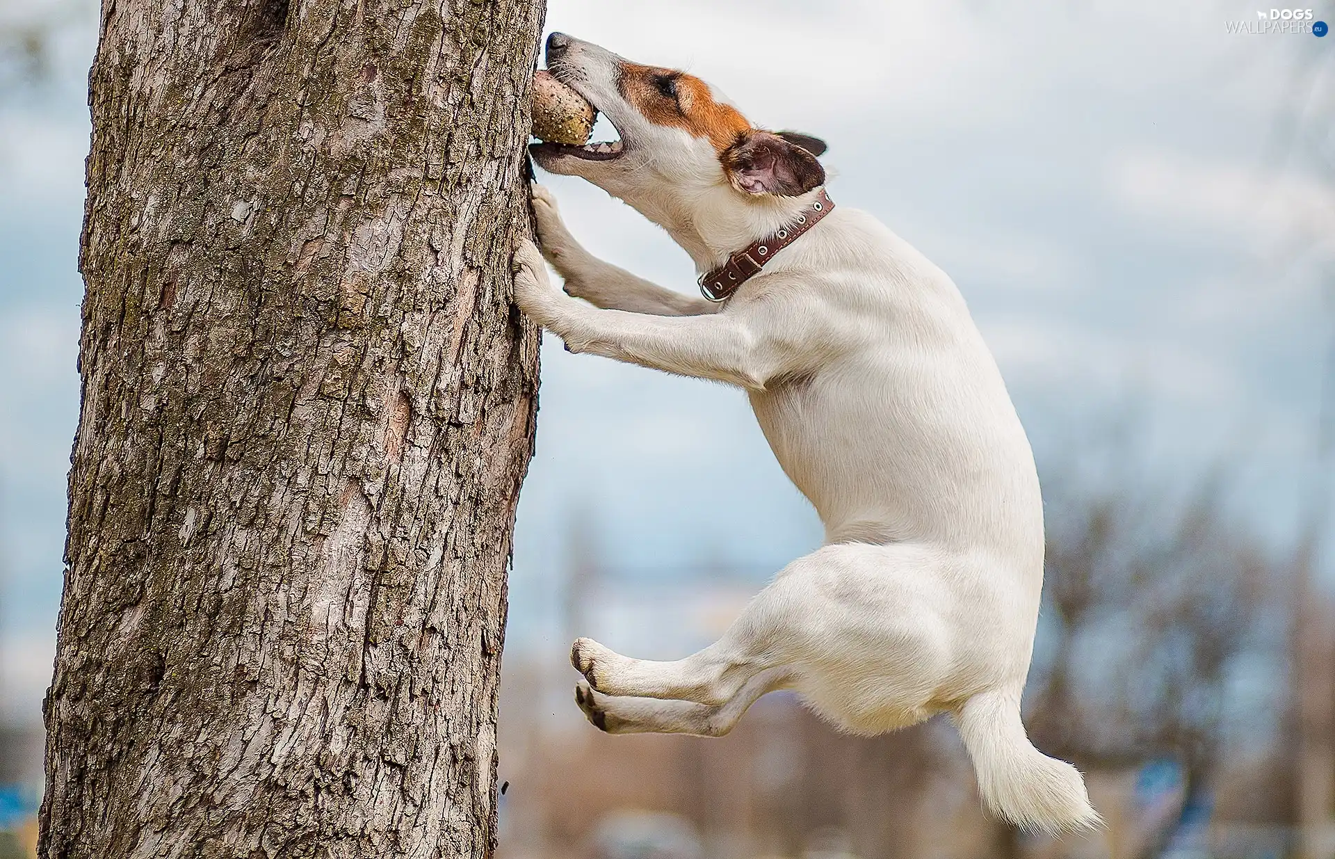 jump, trees, dog, Jack Russell Terrier