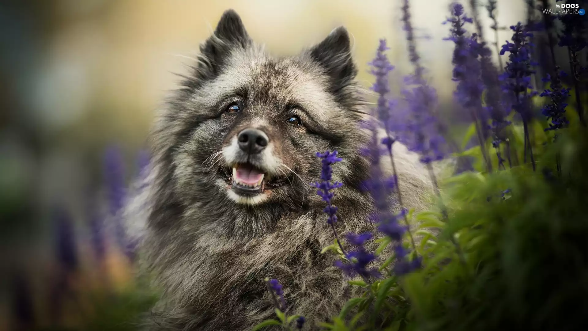 dog, muzzle, Flowers, Keeshond