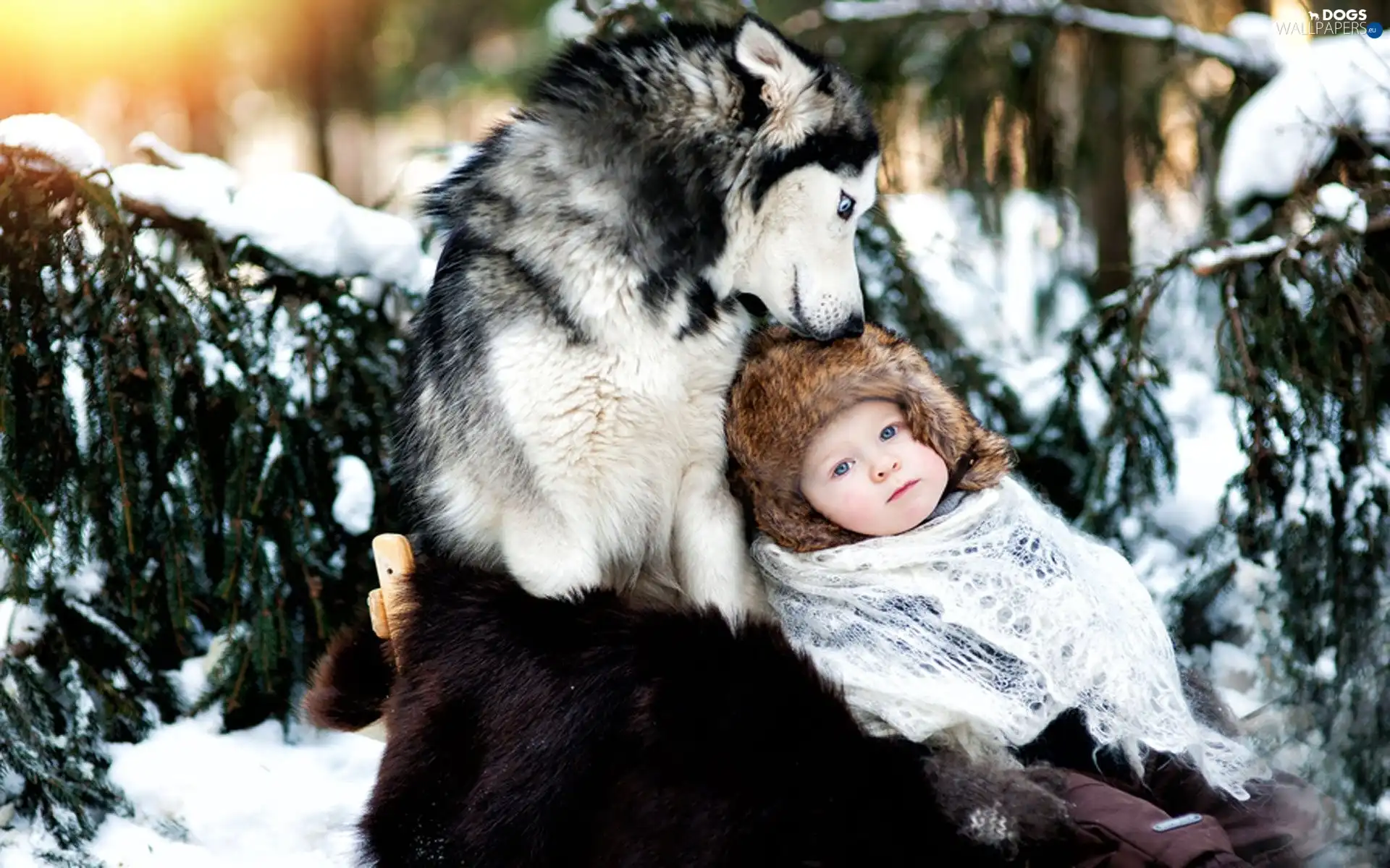 Kid, Siberian Husky, winter