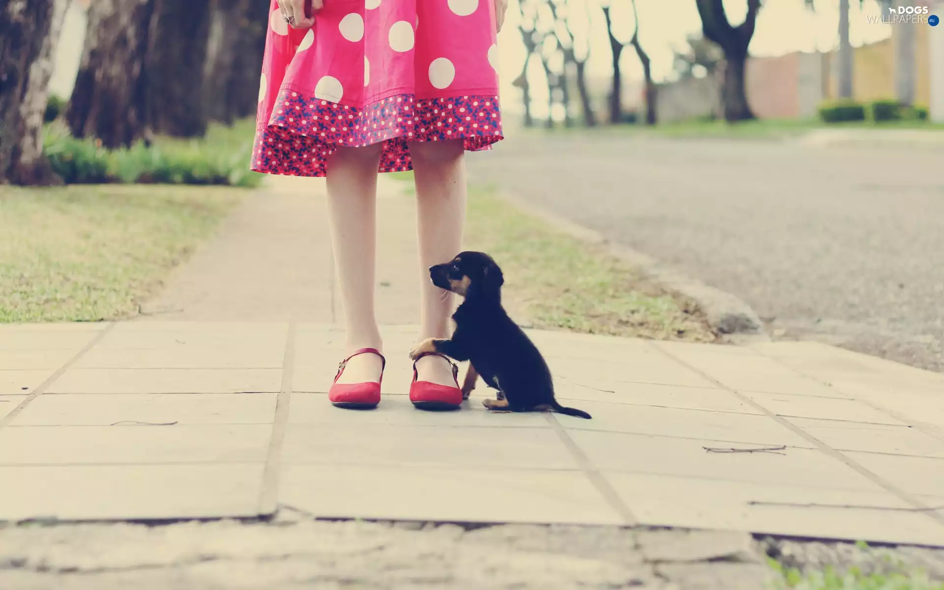 Street, girl, puppie, Kid