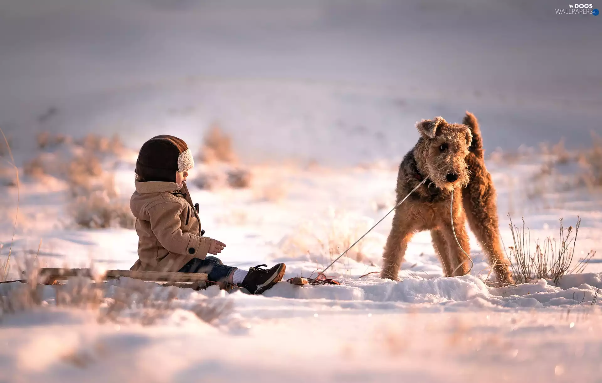 snow, Kid, Welsh Terrier, winter