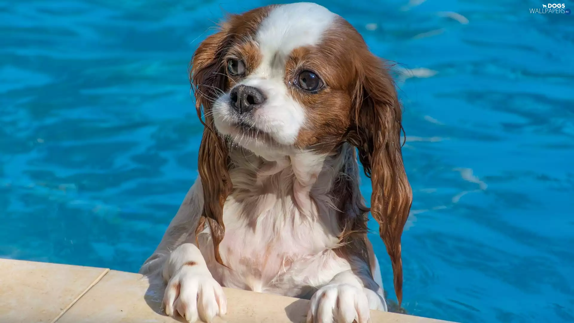 dog, Pool, Cavalier King Charles spaniel, bath