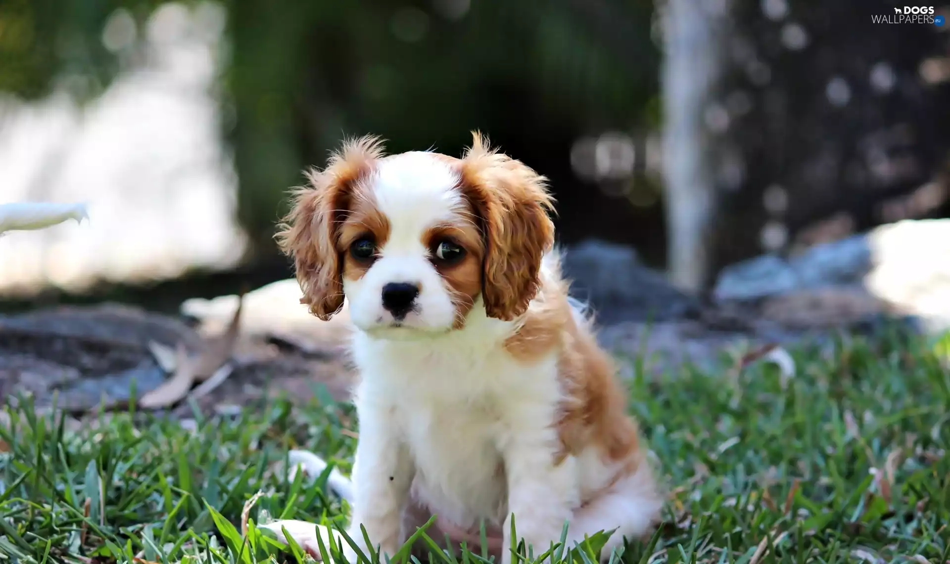 small, Puppy, Cavalier King Charles spaniel, doggy