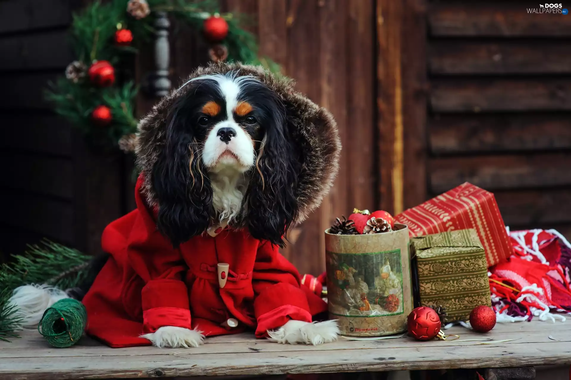 christmas tree, Cavalier King Charles spaniel, clothes