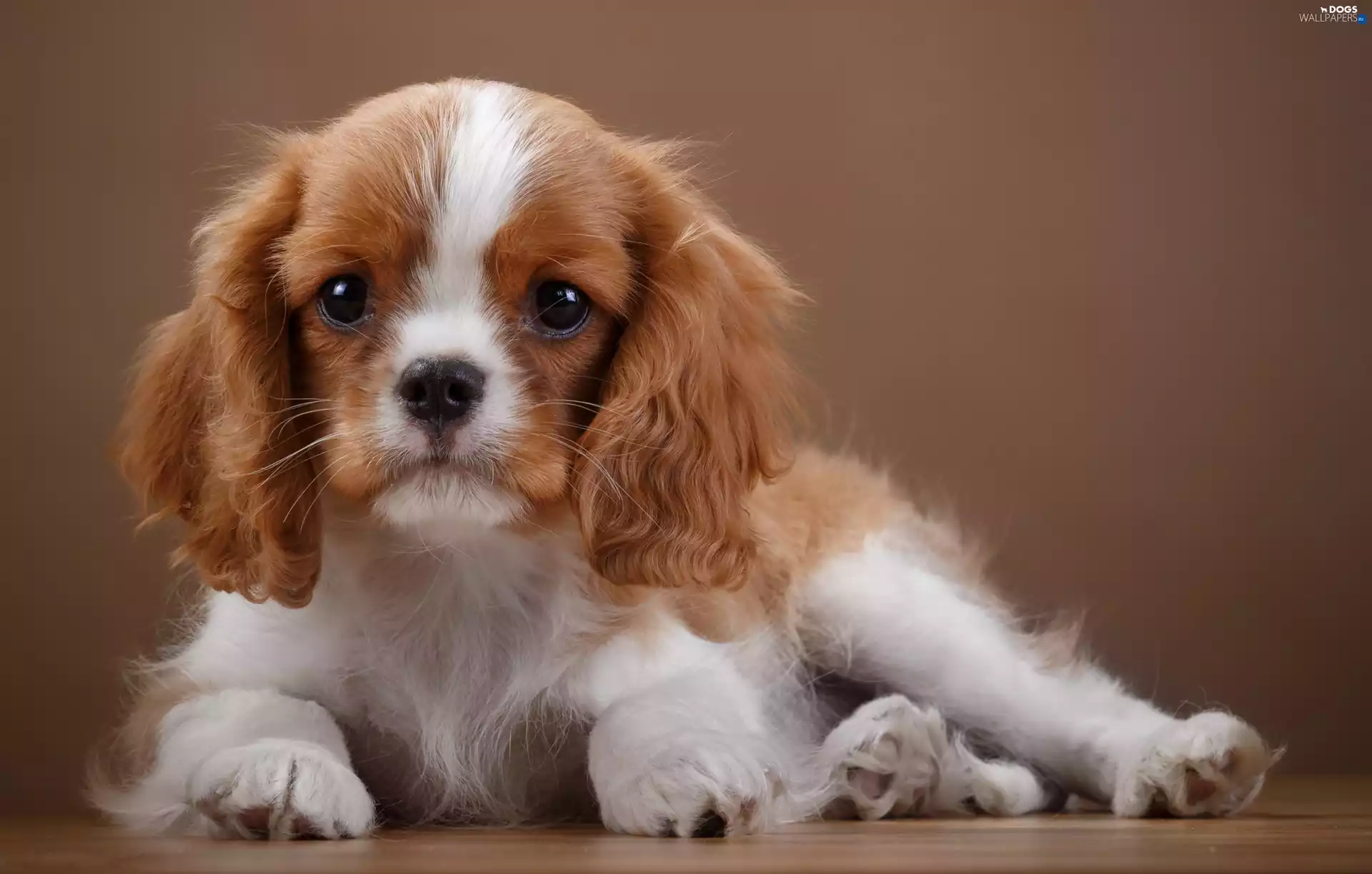 Cavalier King Charles spaniel, puppie