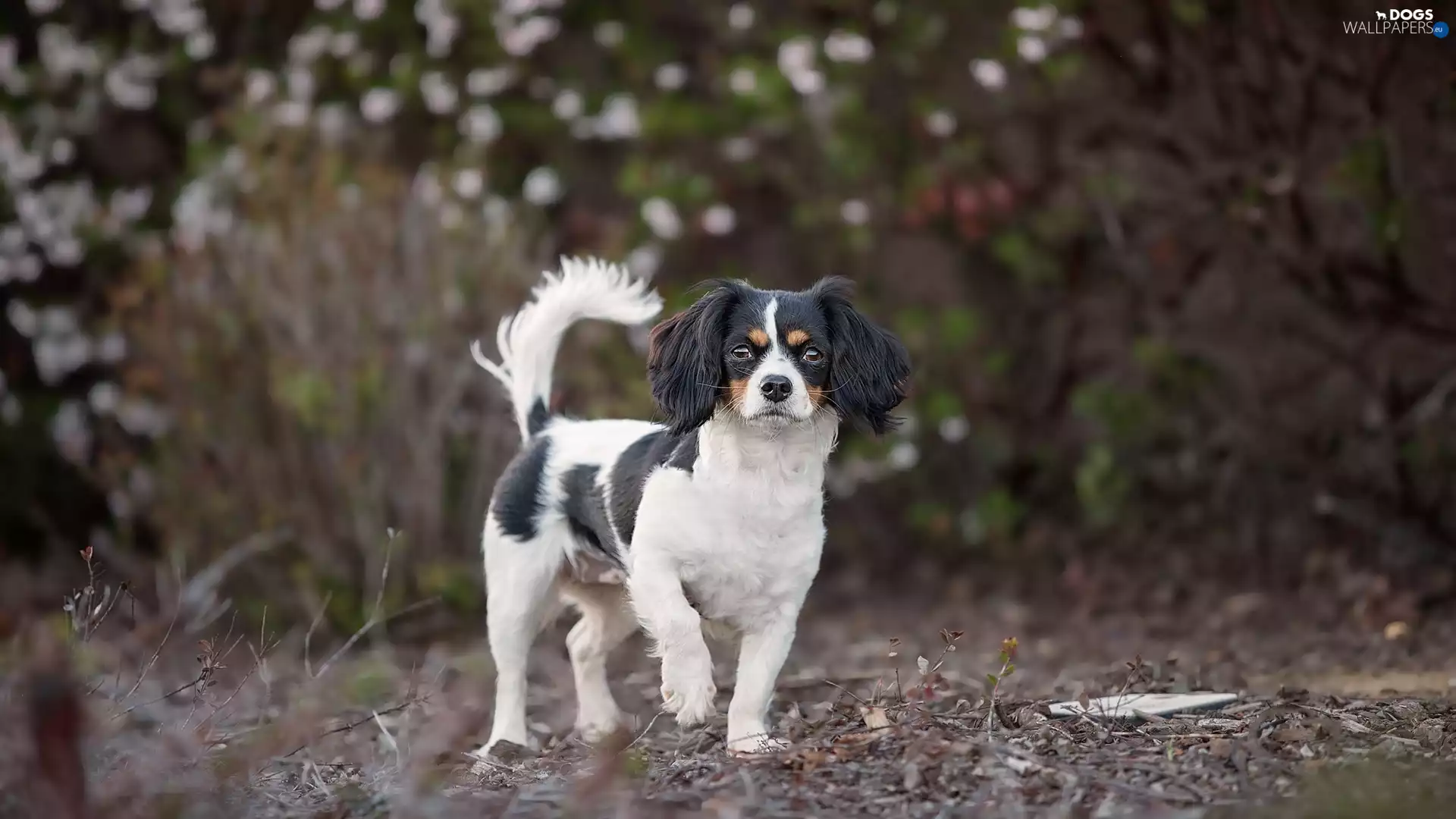 dog, fuzzy, background, King Charles Spaniel