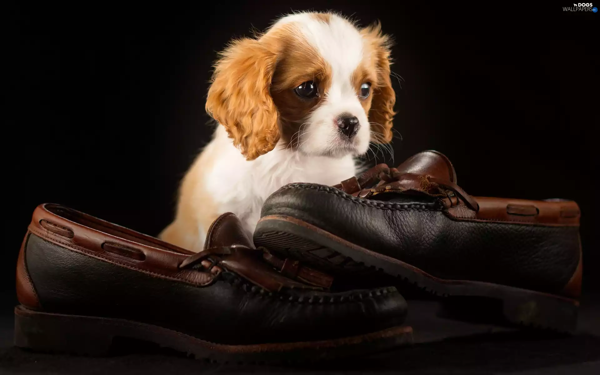 Boots, Puppy, Cavalier King Charles spaniel