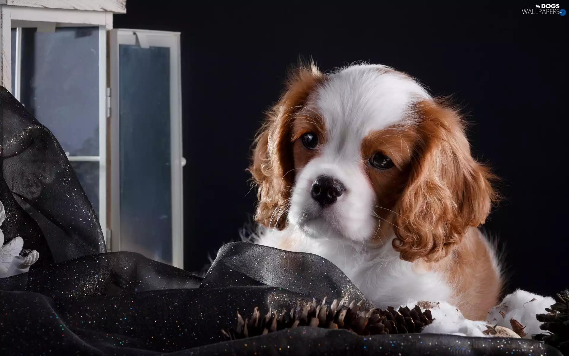 Window, Puppy, Cavalier King Charles spaniel