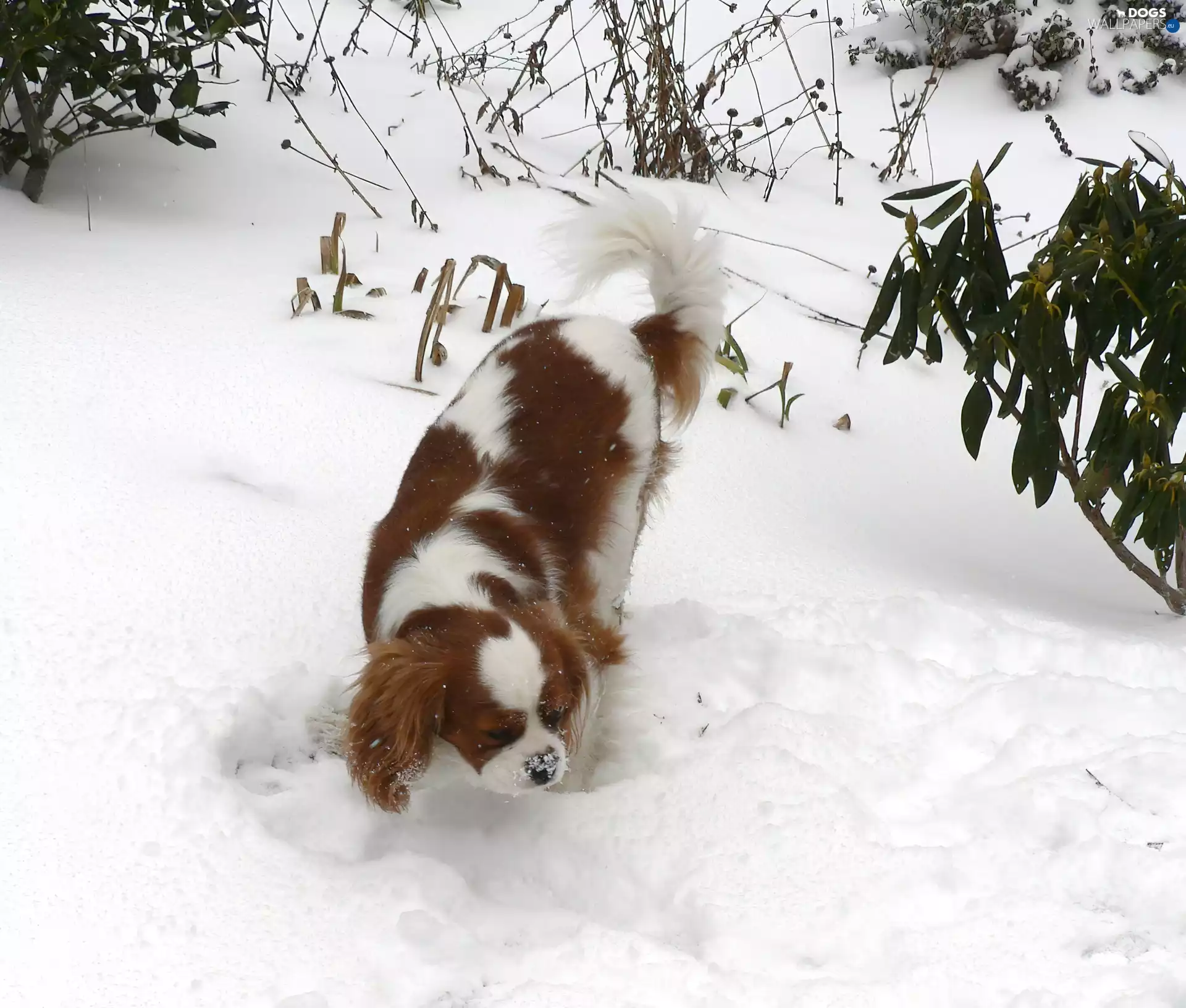 snow, Red-white, King Charles Spaniel