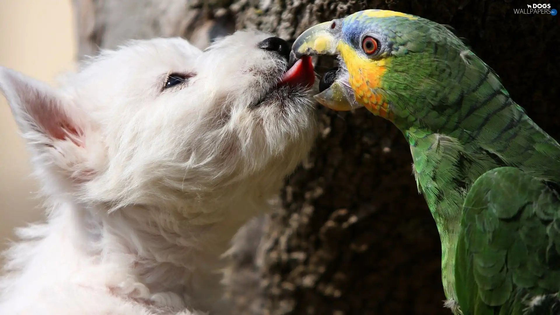 parrot, kiss, dog