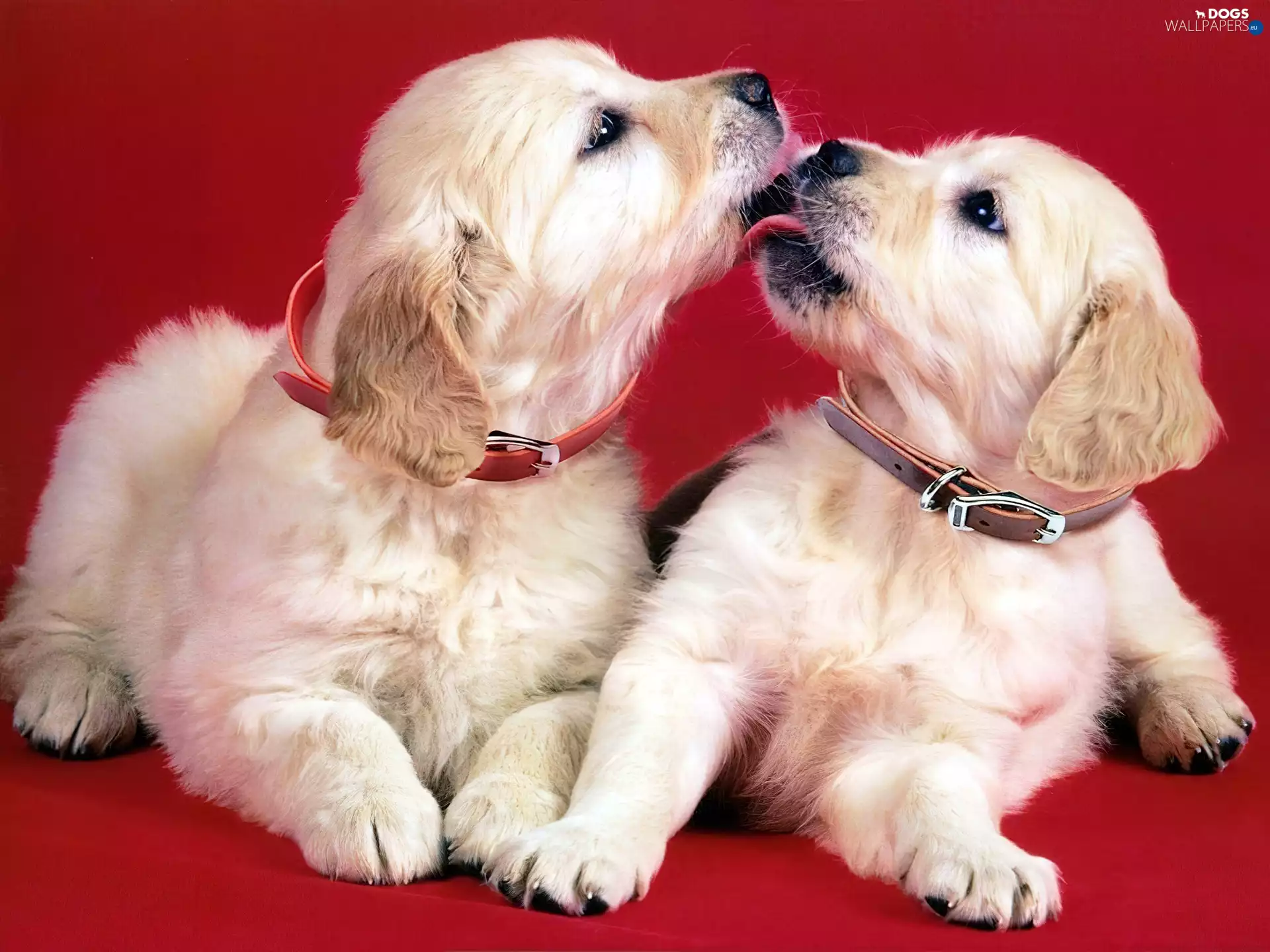 Puppies, Two cars, kissable