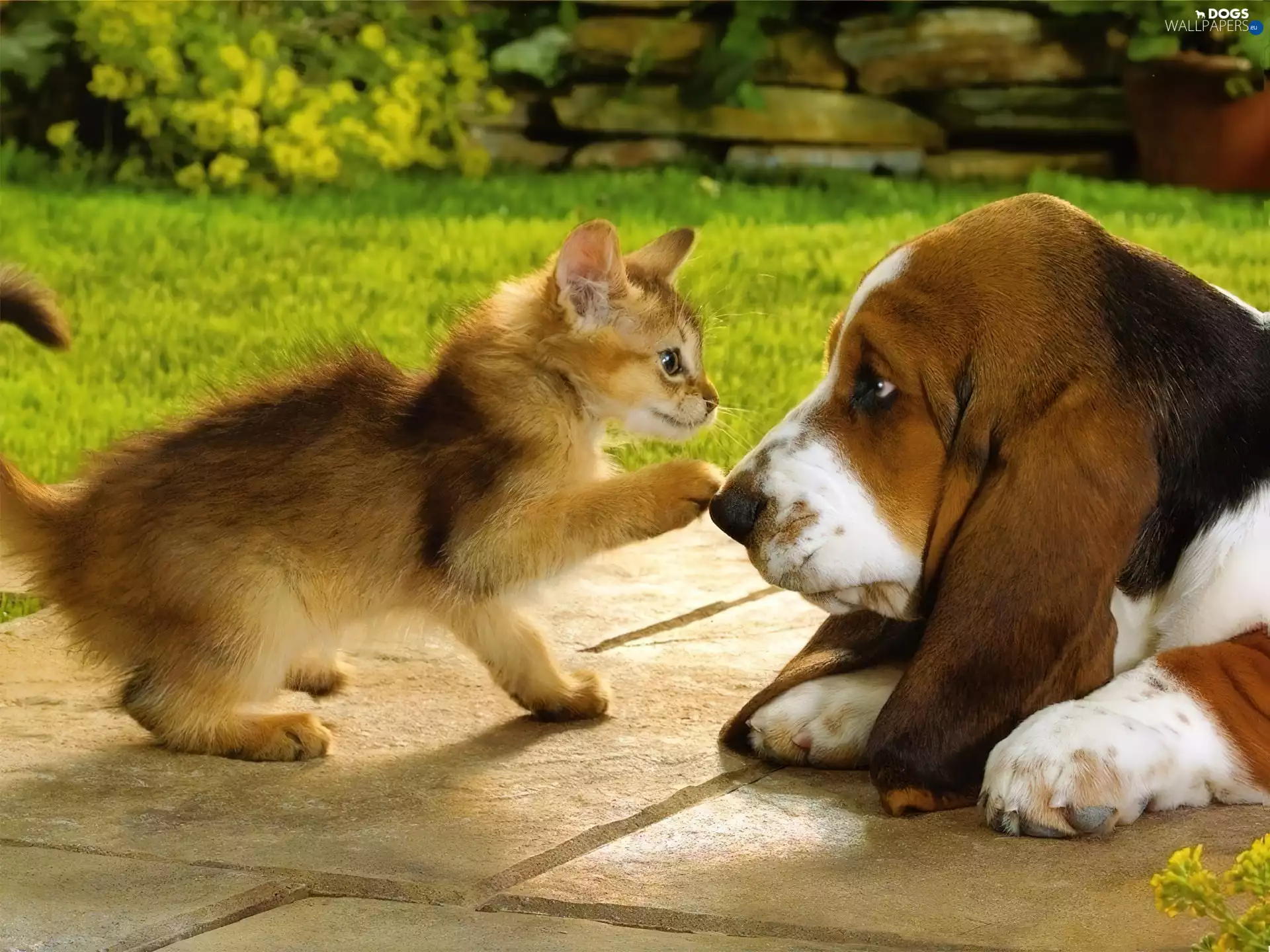 kitten, basset