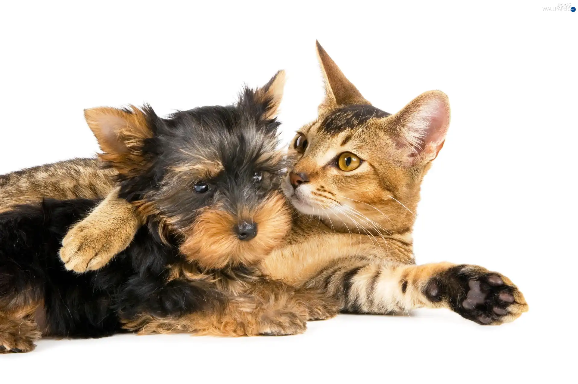 kitten, ginger, doggy, friends, York