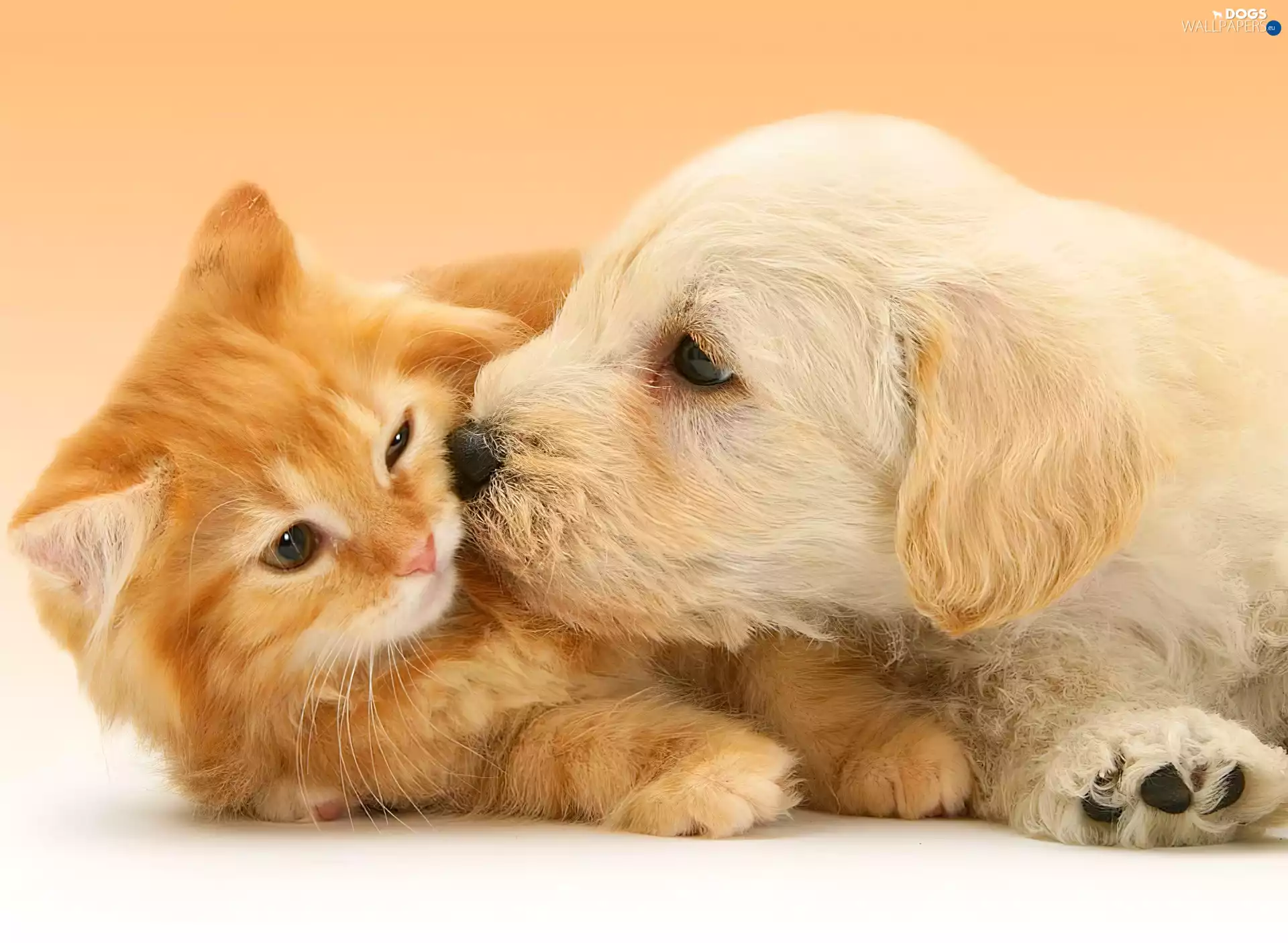 kitten, puppie, ginger