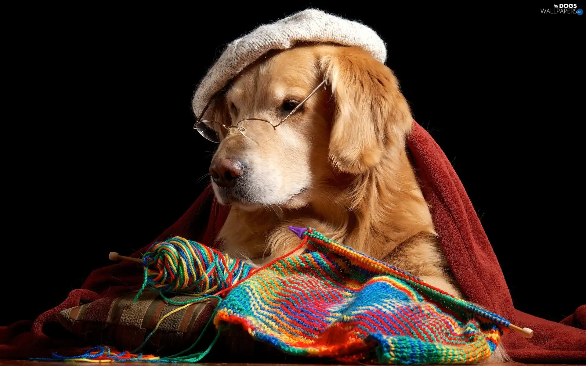 Knitting Needles, Work, dog, Glasses