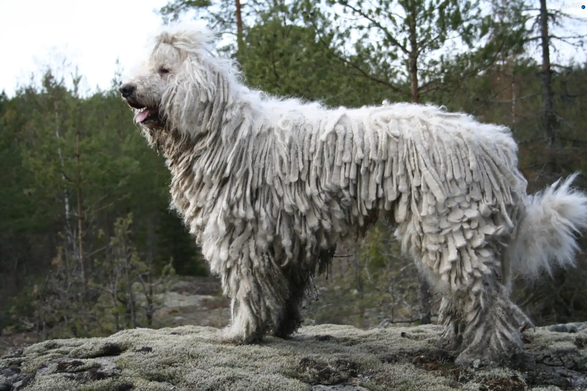 pastoral, Komondor, dog