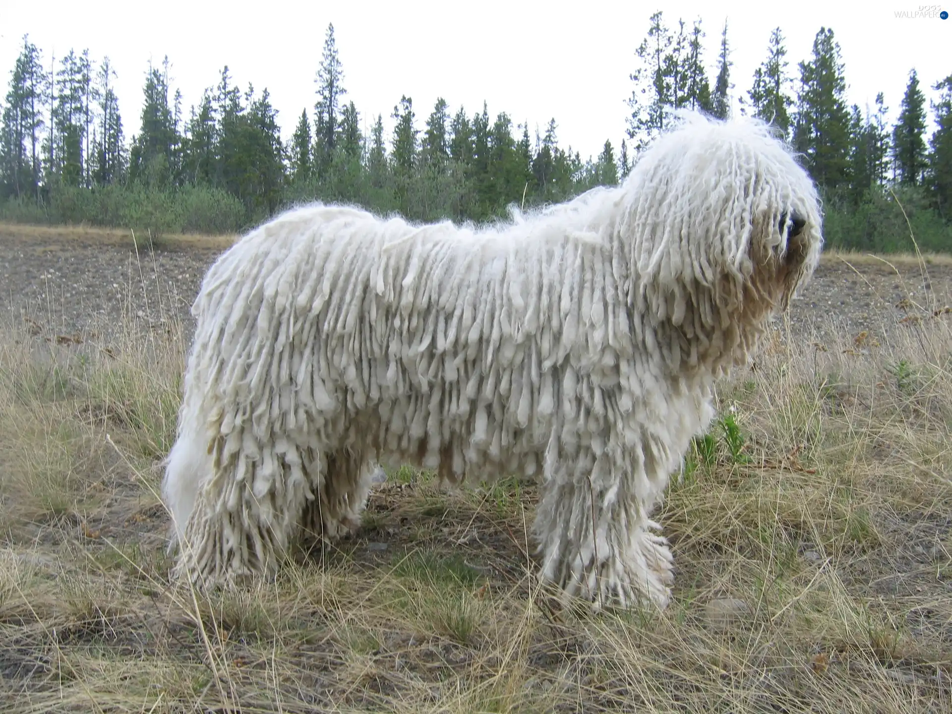 Komondor, White