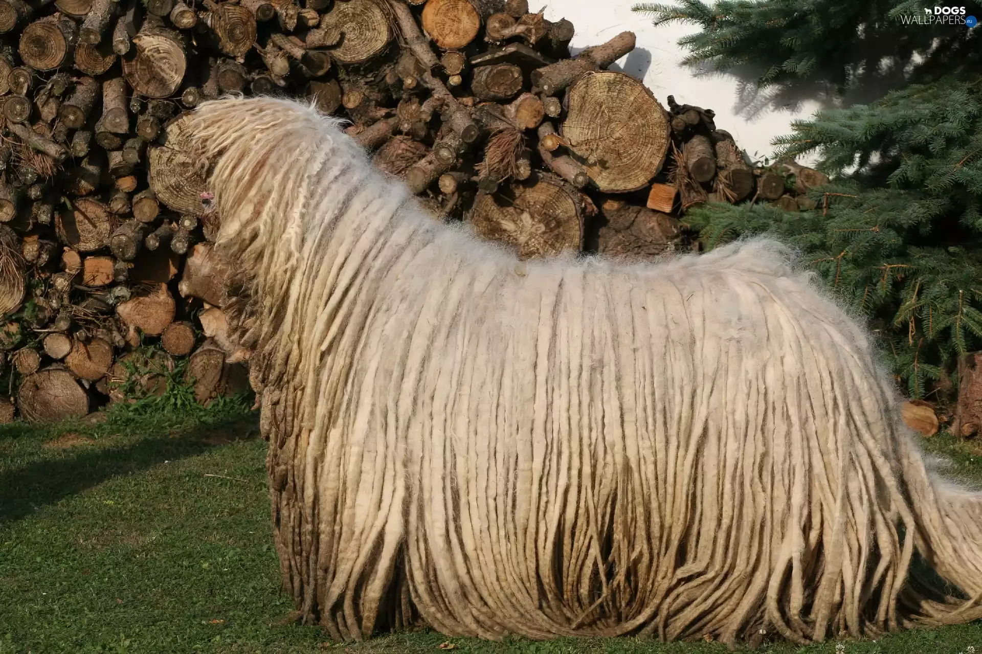 Komondor, Wood