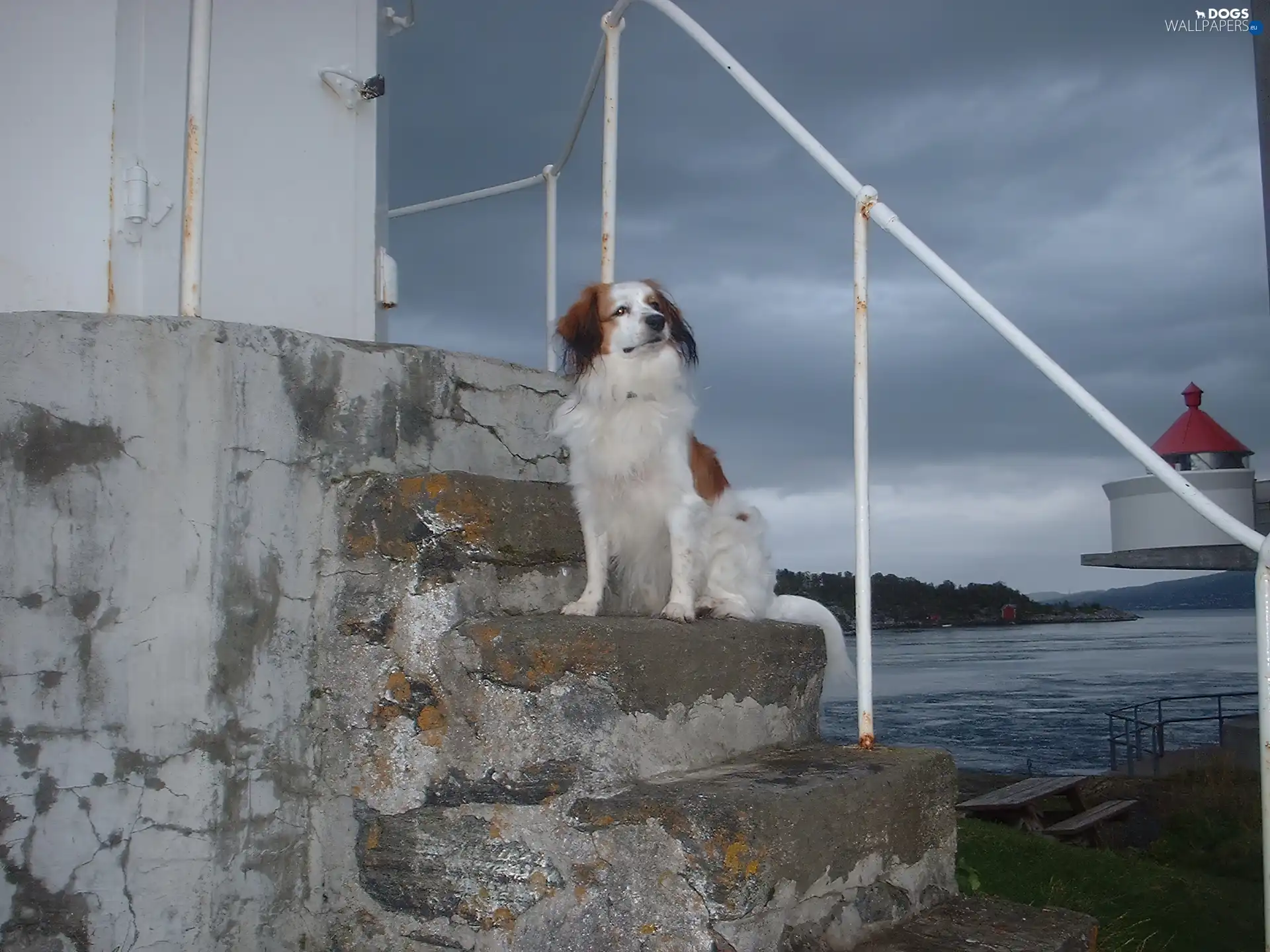 Kooikerhondje, Stairs, Alpine Dutch