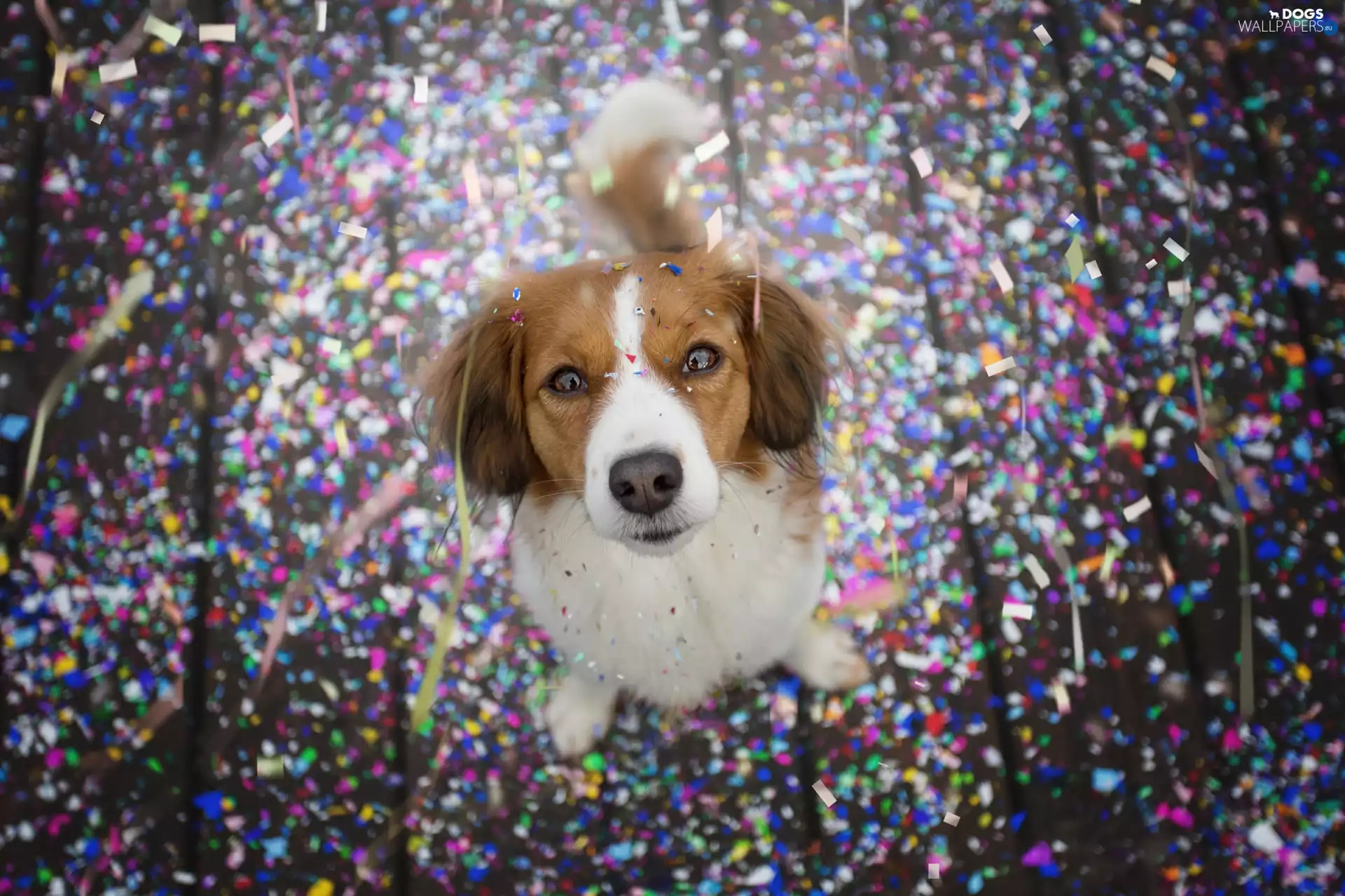 dog, Kooikerhondje, confetti, Alpine Dutch