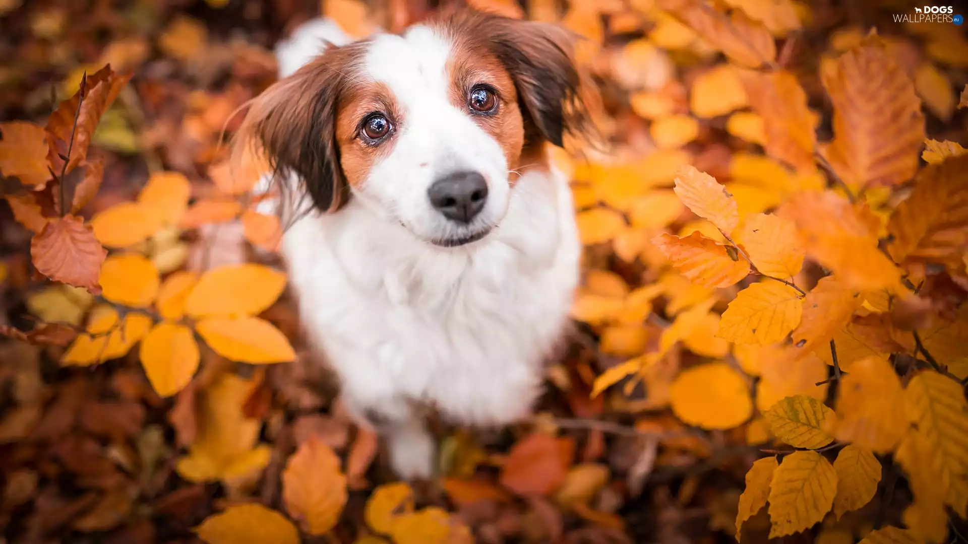 dog, Kooikerhondje, Leaf, Alpine Dutch