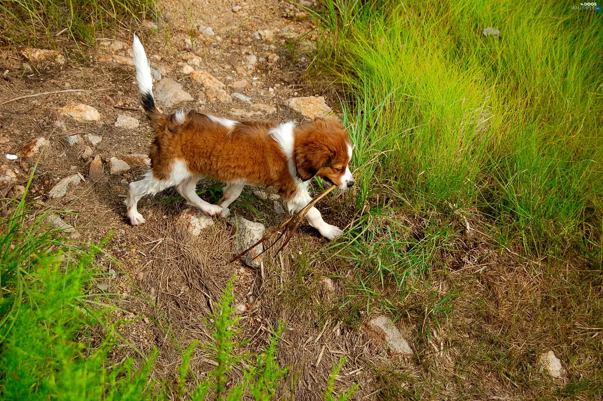 Kooikerhondje, Alpine Dutch, wet, Puppy