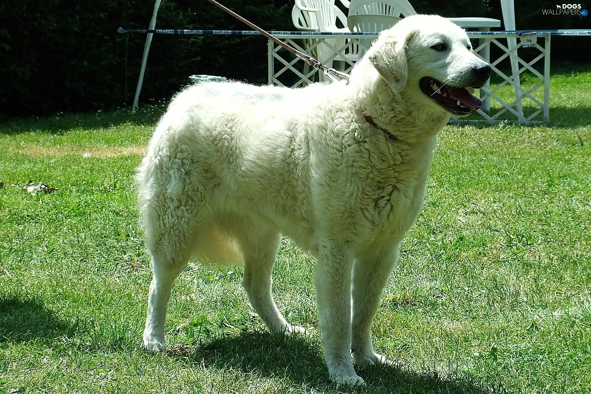 Kuvasz, White, Big