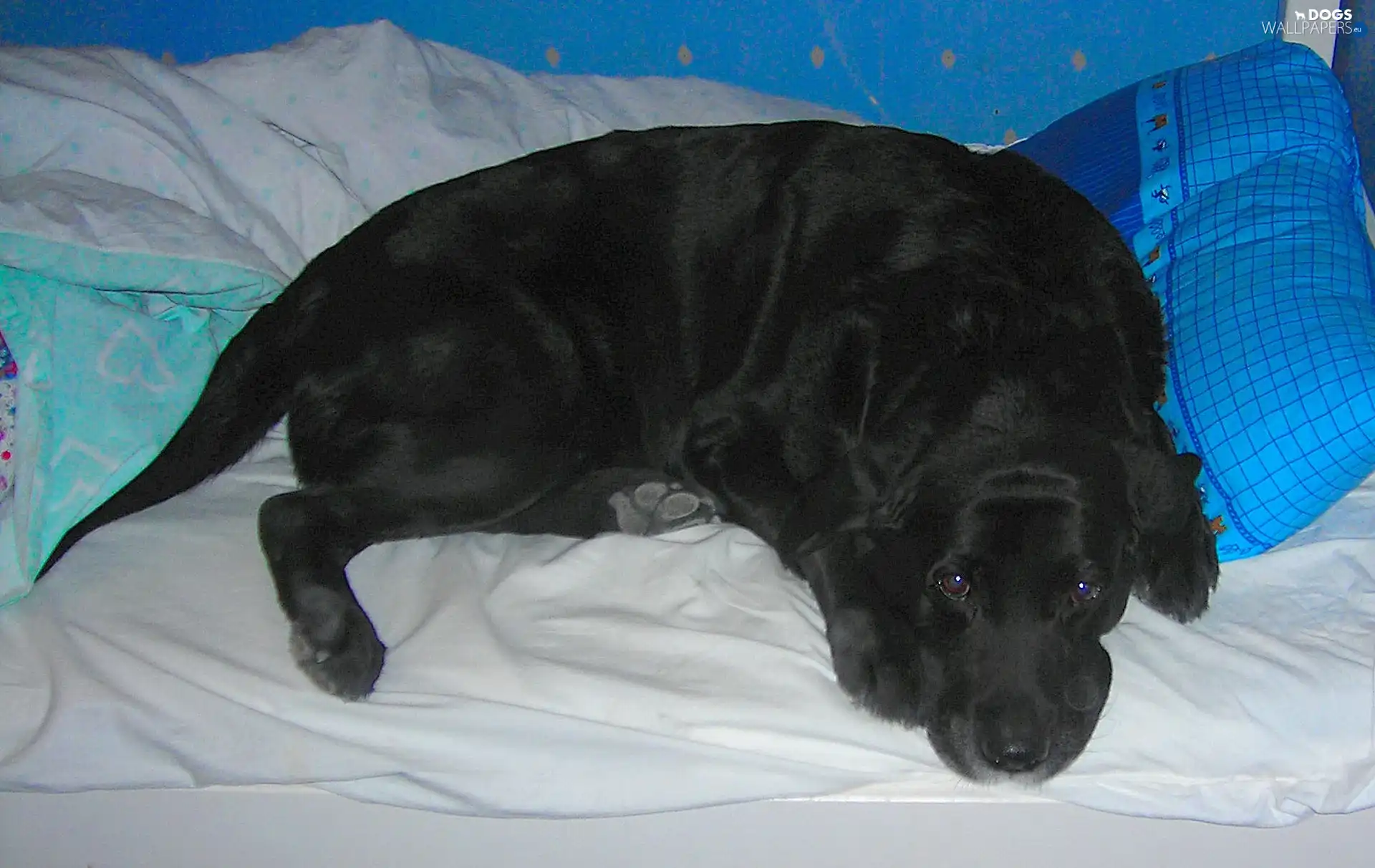 Labrador Retriever, Bedding, Black