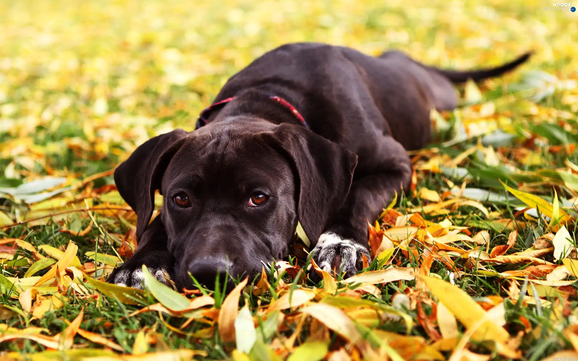 Labrador Retriever, dog, Black, sad