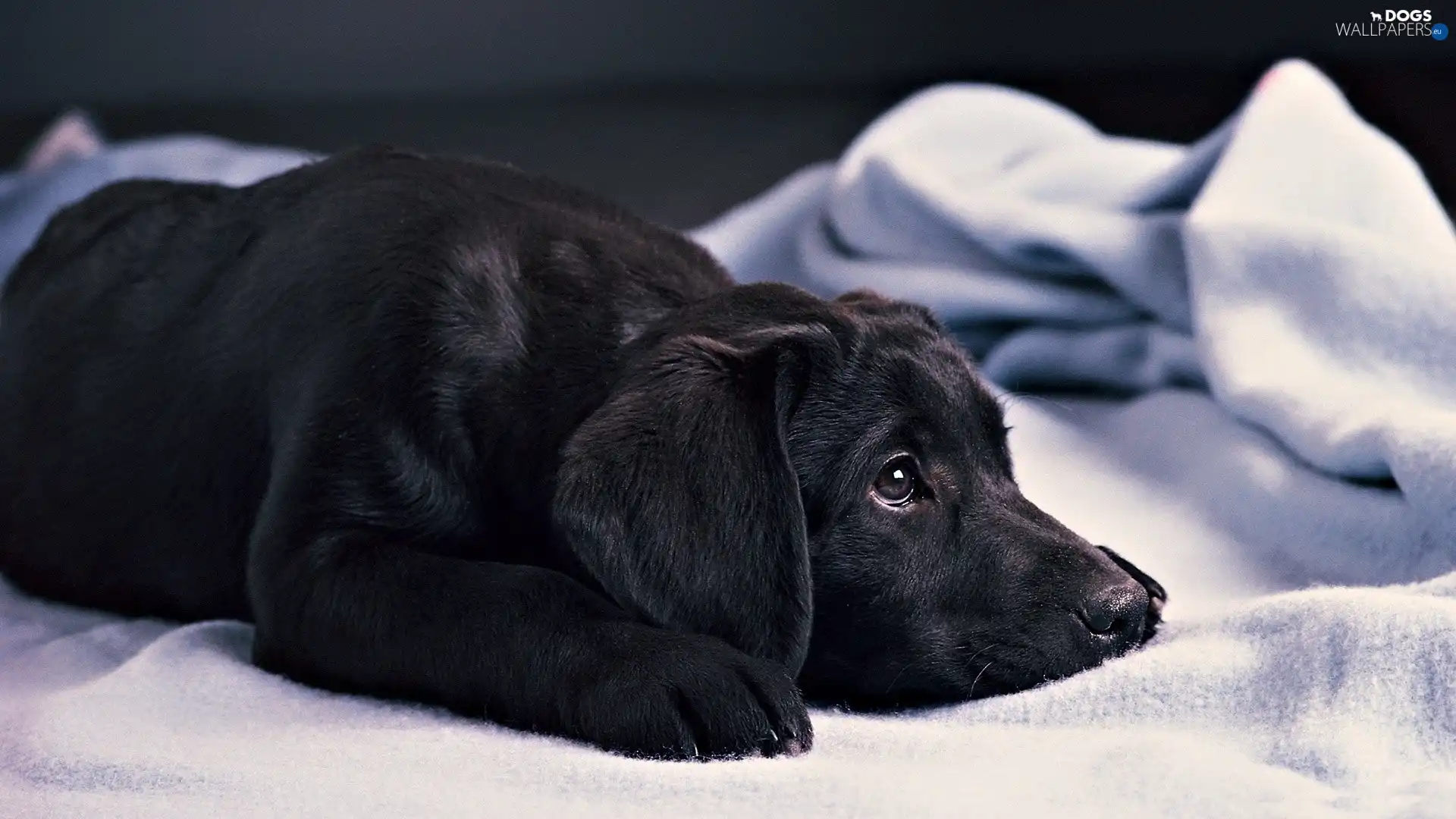 Black, Labrador, sad