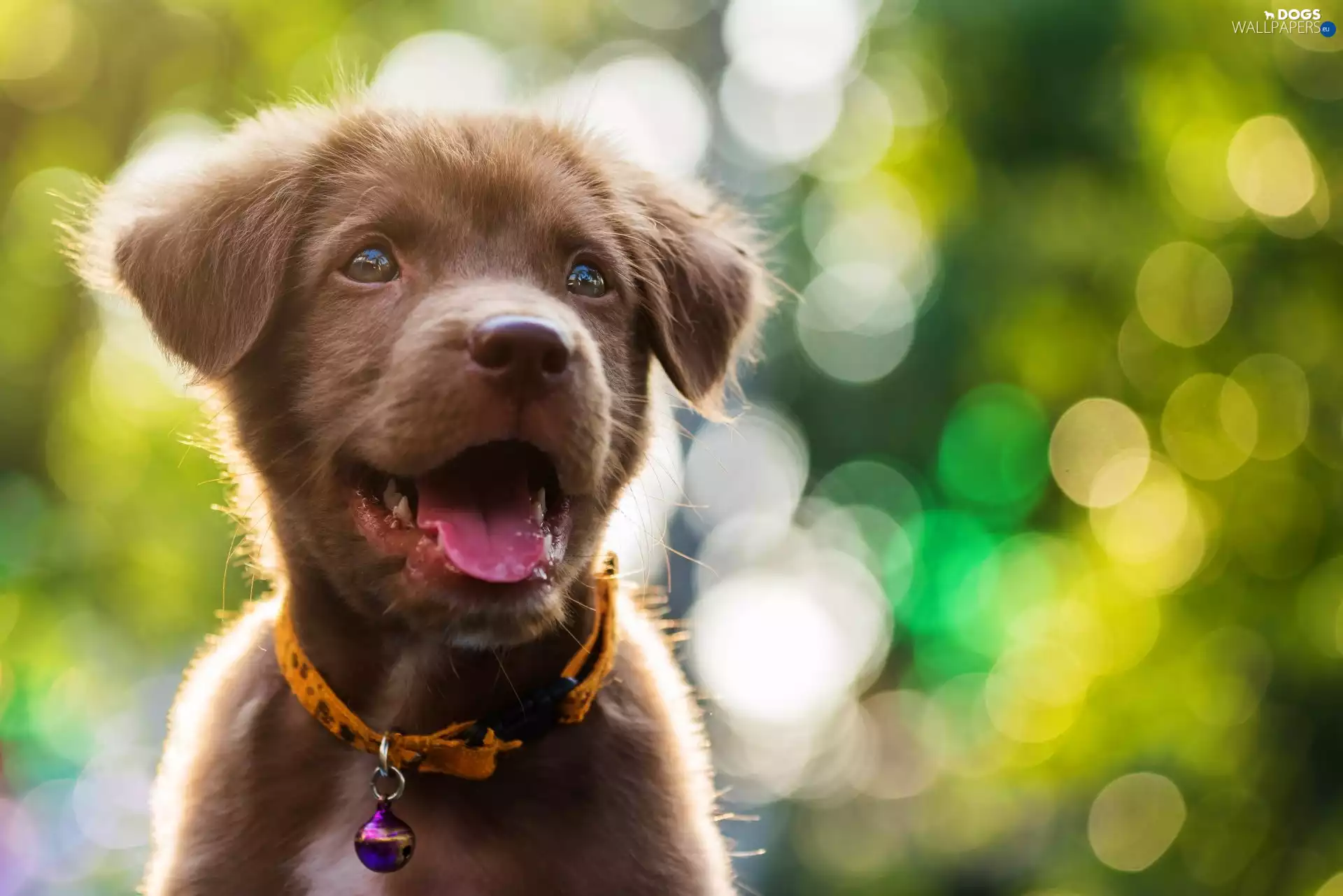 dog-collar, Bokeh, Labrador Retriever, Puppy, dog